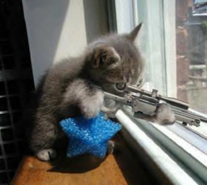 صور رائعة لقطط مضحكة  Sniper10