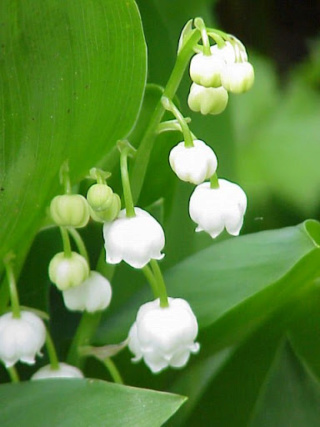 Vendredi 1er Mai, voila du muguet ! Unname14