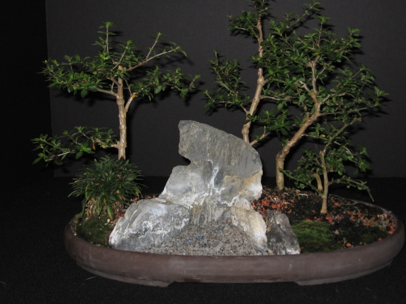 Newbie Bonsai Owner! Saikei10