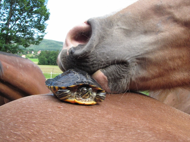 Concours photo Juin Tortue10