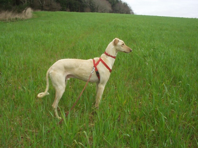 Disparu, Galgos (lévrier) fauve, dans le 56, Pluneret (retrouvé) Disgal10