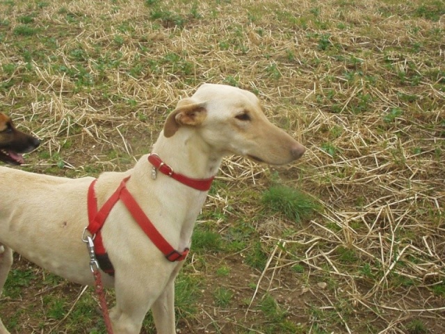 Disparu, Galgos (lévrier) fauve, dans le 56, Pluneret (retrouvé) Dispru10