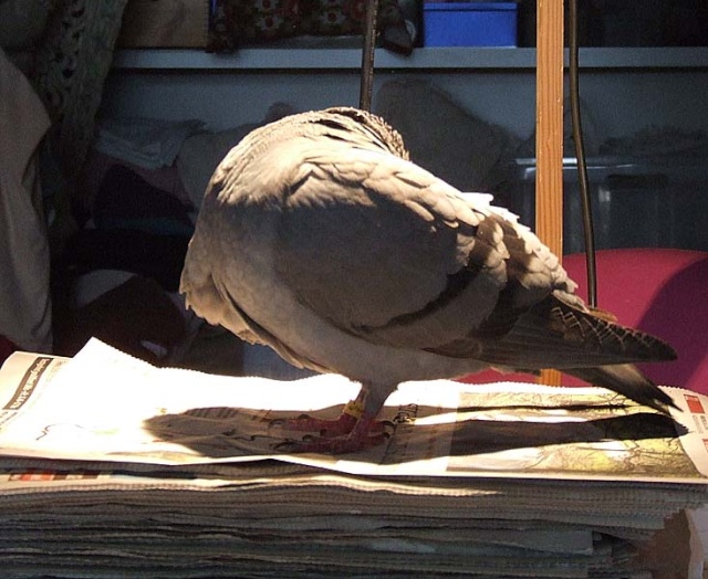 TAKING INDOOR BIRDS OUTSIDE - Page 2 0503x010