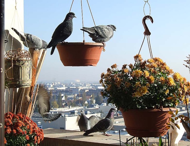 A stylish Pigeon Still Life on a late sunny Autumn Day 1026x021