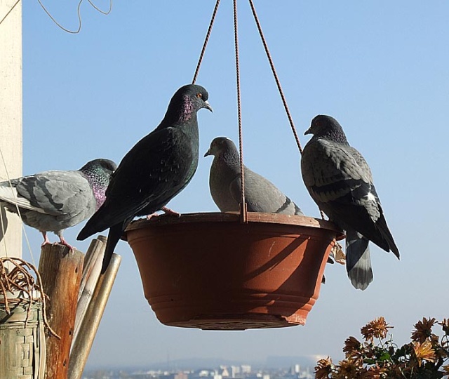 A stylish Pigeon Still Life on a late sunny Autumn Day 1026x023