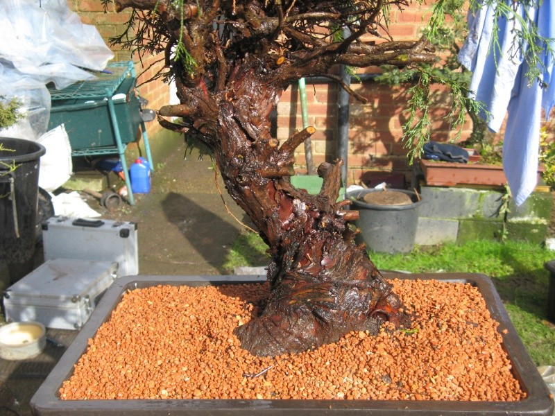 Dig of the day - Yamadori Juniper 1211