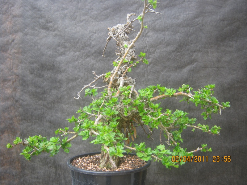 Scarlet Hawthorns (Crataegus Laevigata) 1a11
