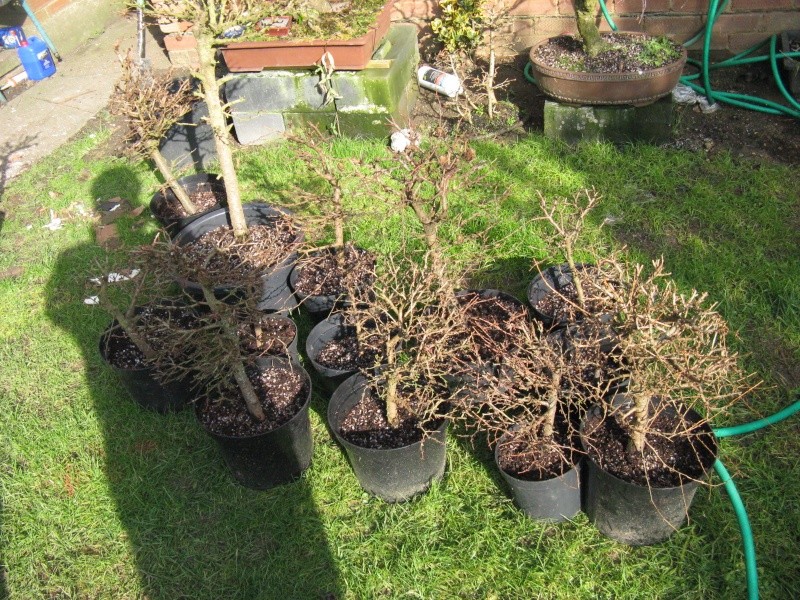 Larch Group 510