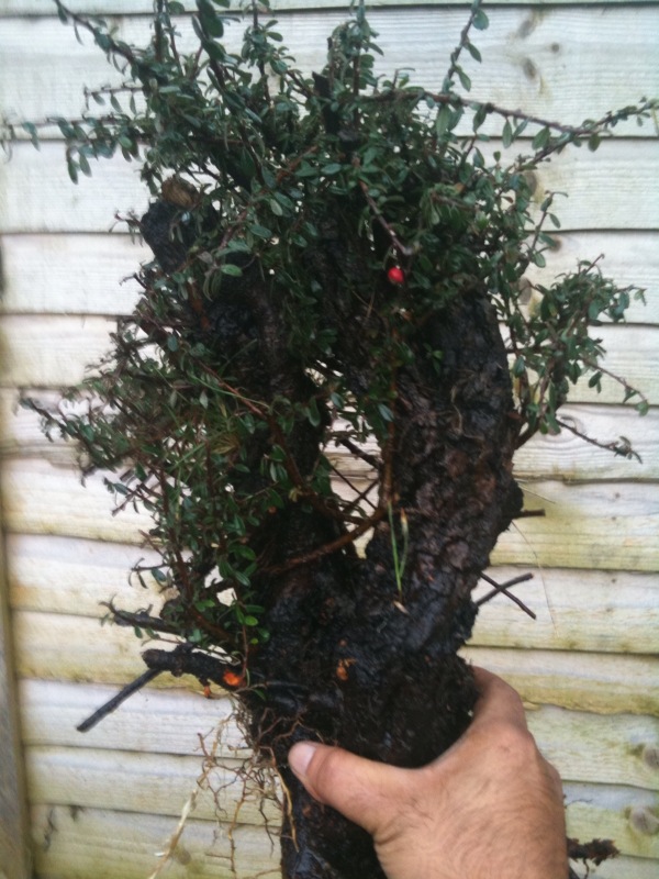 Cotoneaster Yamadori 712