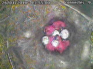 Webcam d'oiseaux des jardins et autres - Page 2 Cam_111