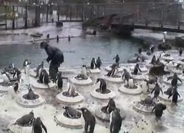 Edinburgh Zoo Penguin cam Mwsnap73