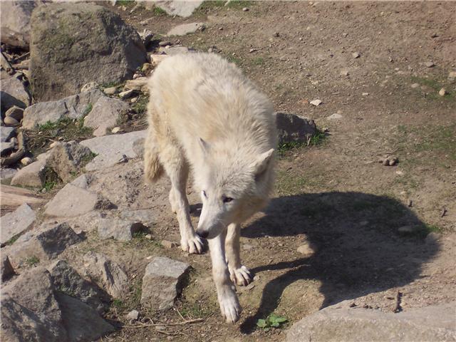 Zoos et Parcs animaliers avec des loups - Page 3 Loup310