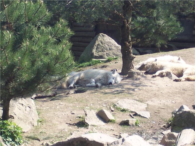 Zoos et Parcs animaliers avec des loups - Page 3 Loup610