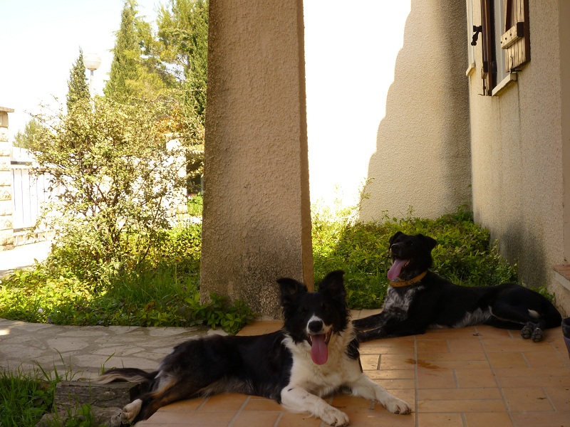 [adoptée] Kama - Femelle croisée Border Collie (34) P1030311