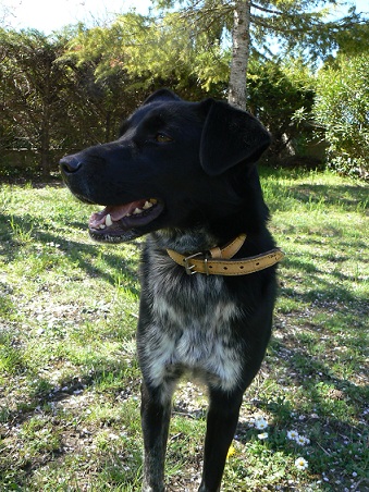 59 -  URGENT ! ARON croisé Dogue Argentin, 4 ans ... ESTOURMEL P1090813