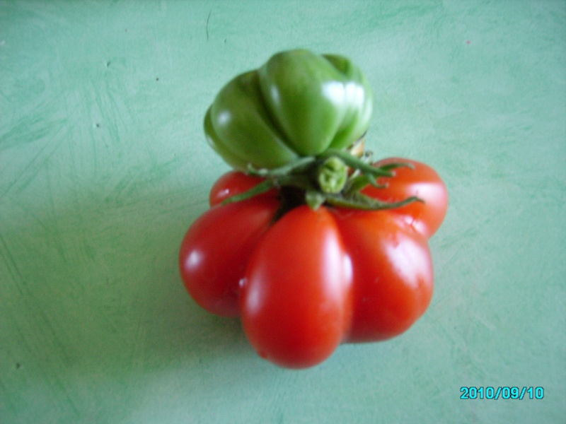 confiture de tomates vertes Vacanc11