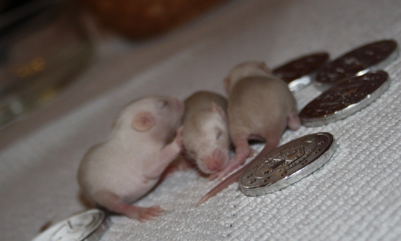 Bébé rats à réserver Femell31