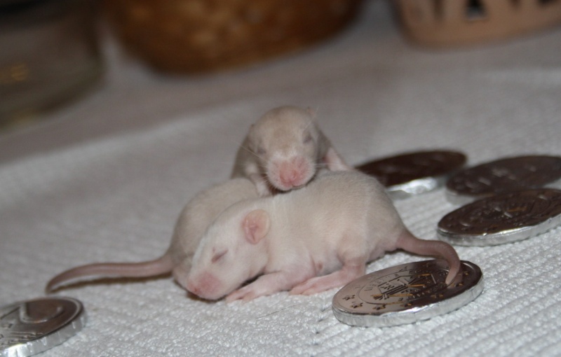 Bébé rats à réserver Femell33