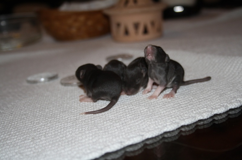 Bébé rats à réserver Femell35