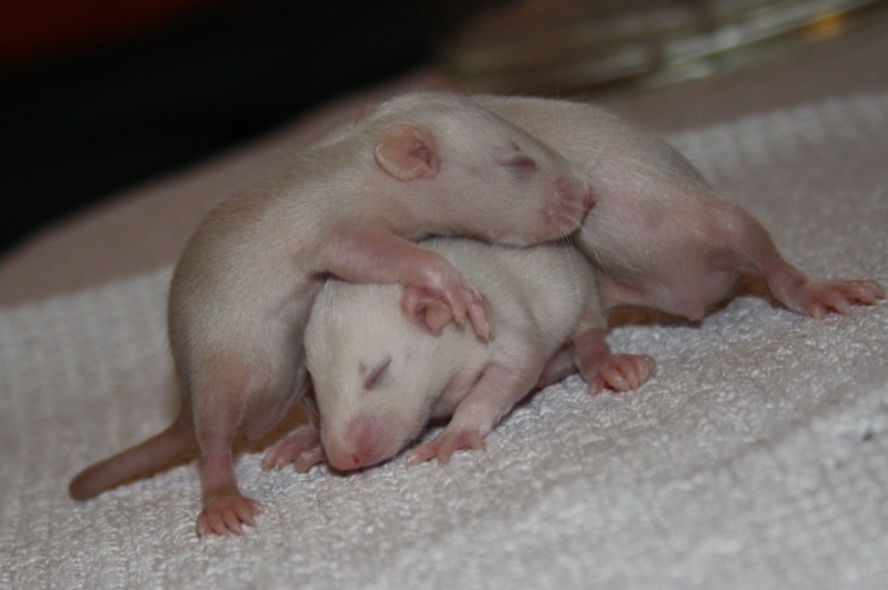 Bébé rats à réserver Males_28
