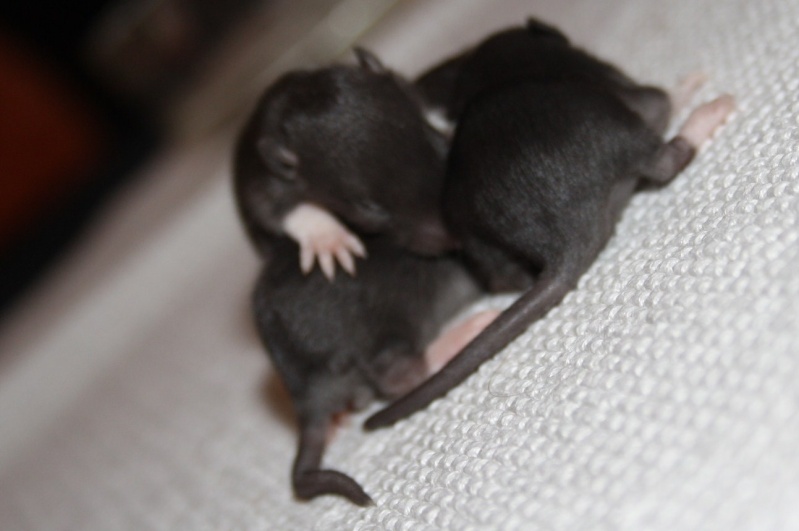 Bébé rats à réserver Males_34