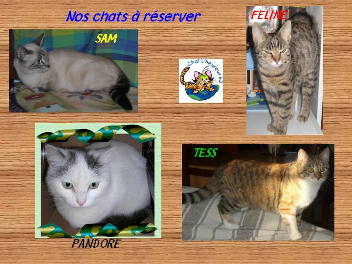 chats siamois/Birmans etc... trouvés sur le net - Page 3 Affic138