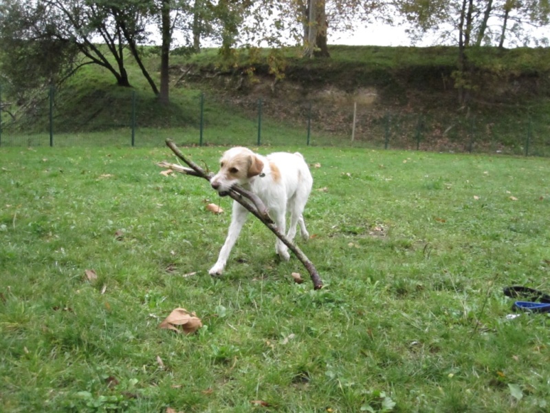 Des nouvelles des chiens du Refuge d'Aunay sur Odon Img_4812