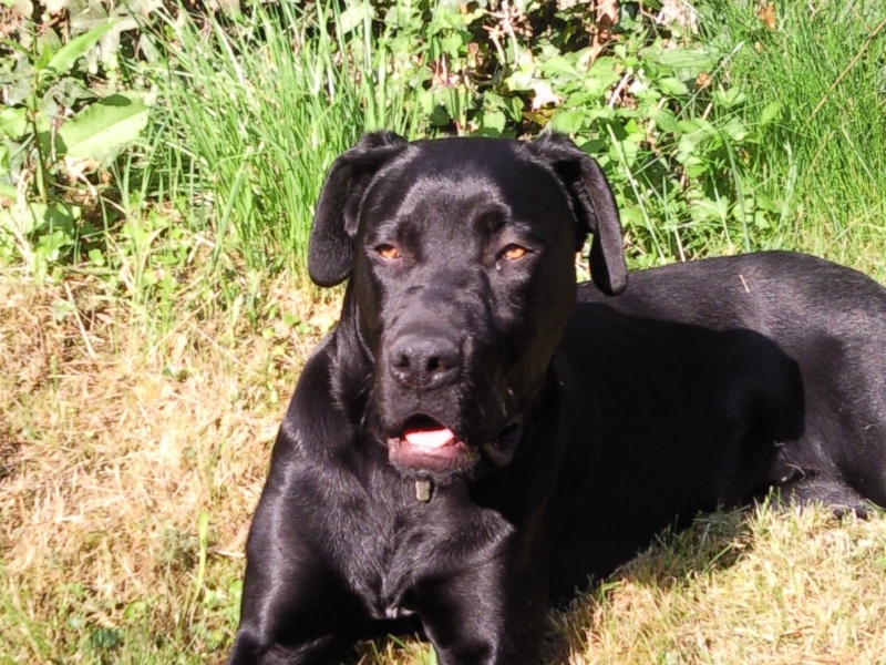 Des nouvelles des chiens du Refuge d'Aunay sur Odon Moise10