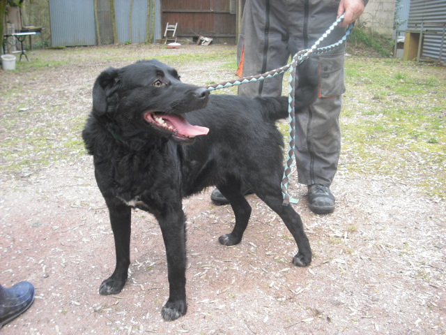 TITOU labrador de 4 ans - Aunay sur Odon 14 Photo_31