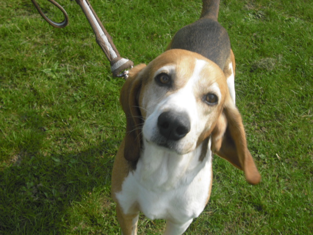 BOUDY - beagle 10 ans (5 ans de refuge)- Spa Basse Normandie à Verson (14) Photo_51