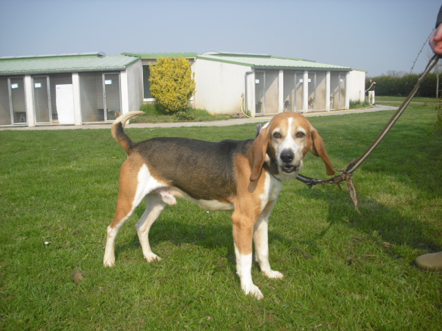 BOUDY, beagle mâle, 10 ans (14) Photo_52