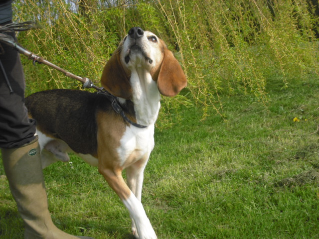 BOUDY - beagle 10 ans (5 ans de refuge)- Spa Basse Normandie à Verson (14) Photo_53