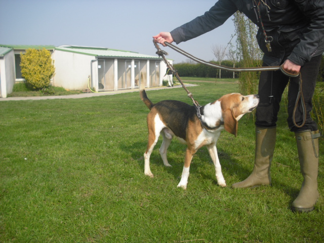 BOUDY - beagle 10 ans (5 ans de refuge)- Spa Basse Normandie à Verson (14) Photo_54