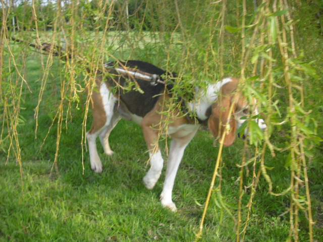 BOUDY - beagle 10 ans (5 ans de refuge)- Spa Basse Normandie à Verson (14) Photo_55