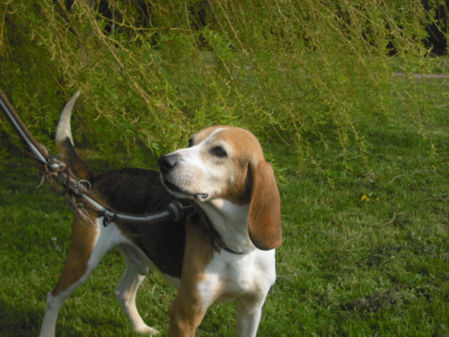 BOUDY - beagle 10 ans (5 ans de refuge)- Spa Basse Normandie à Verson (14) Photo_56