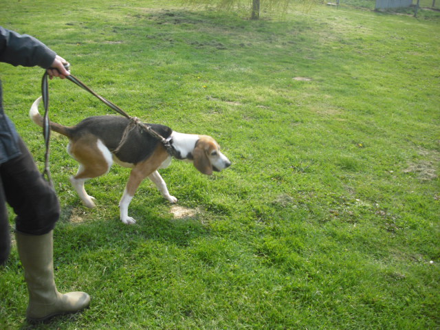 BOUDY - beagle 10 ans (5 ans de refuge)- Spa Basse Normandie à Verson (14) Photo_57