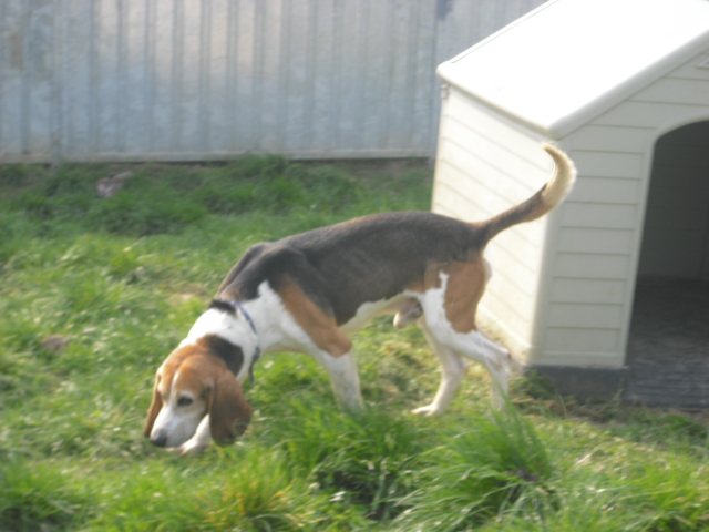 BOUDY - beagle 10 ans (5 ans de refuge)- Spa Basse Normandie à Verson (14) Photo_60