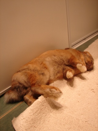 Comment dorment vos lapins? Photos à l'appui :) - Page 33 Dsc00043