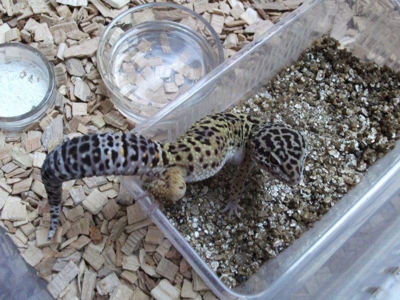 [VENDU] 2 geckos leopard d'1 an Dscf0128
