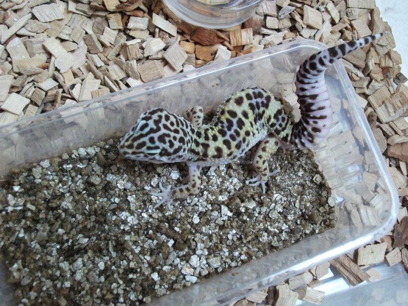 [VENDU] 2 geckos leopard d'1 an Dscf0129