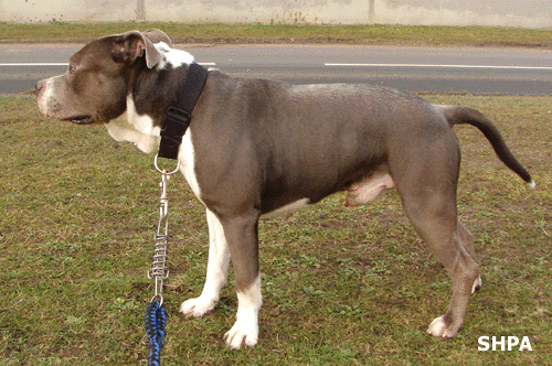 C Dawa american staffordshire (SHPA Le Havre 76) Shpa610