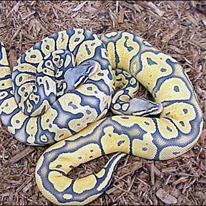 Toute les phases des Python Regius Pastel13