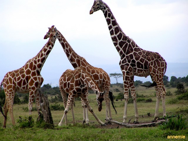 Masai Mara  Foto nascita giraffa Bild_223