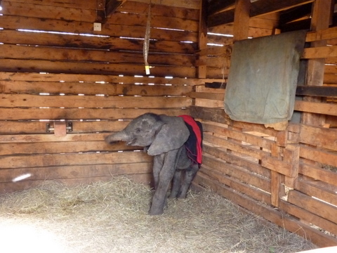 Kenya Daphne Sheldrick's Elephant Orphanage P1010810