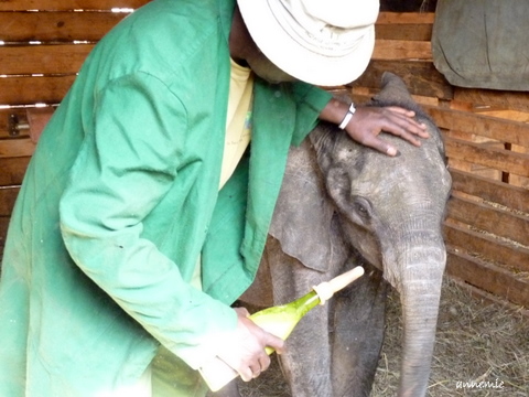 Kenya Daphne Sheldrick's Elephant Orphanage P1010812
