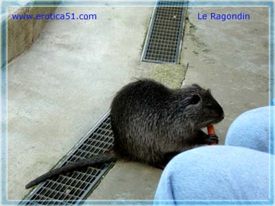 Rat Géant Ragond10