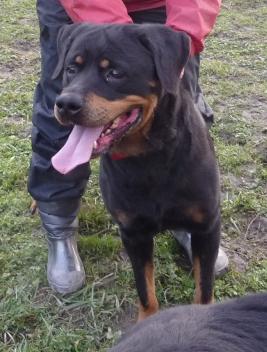 Alia Rottweiler de 4ans (38) Alia210