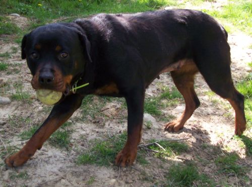 Amy rottweiler de 4ans (69) Amy10