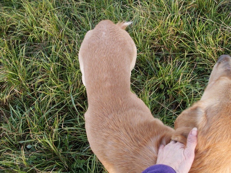 Diamond labrador mâle sable de 4 ans en Fa Chez Dadatsun Novemb18