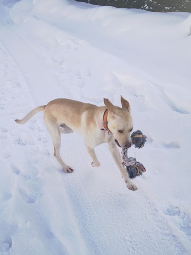 Concours photos décembre : Vos chiens et la Neige Vani711